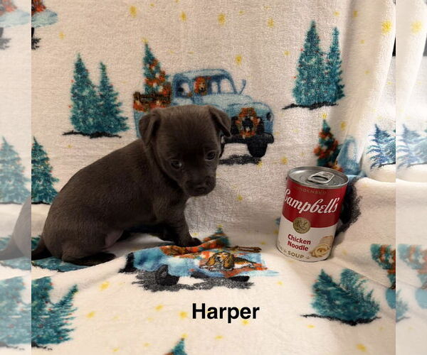 Medium Photo #1 Chihuahua-Unknown Mix Puppy For Sale in Colorado Springs, CO, USA