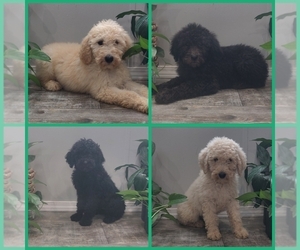 Poodle (Standard) Puppy for sale in COUCH, MO, USA
