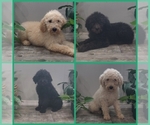 Image preview for Ad Listing. Nickname: Litter of 4