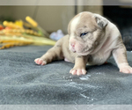 Small Photo #3 Olde English Bulldogge Puppy For Sale in OVERLAND, KS, USA