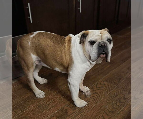Medium Photo #3 Bulldog Puppy For Sale in Vail, AZ, USA