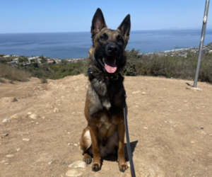 Belgian Malinois Puppy for sale in SAN DIEGO, CA, USA