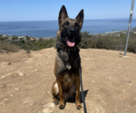 Small Photo #1 Belgian Malinois Puppy For Sale in SAN DIEGO, CA, USA