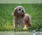 Small #2 Cocker Spaniel