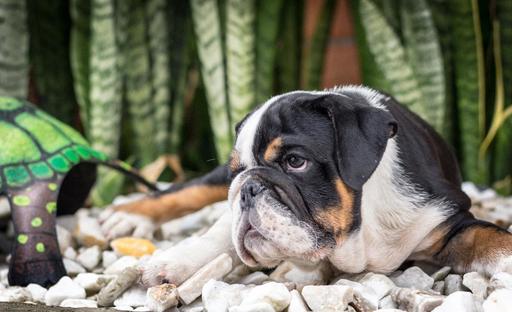 Medium Photo #9 Bulldog Puppy For Sale in CUTLER BAY, FL, USA