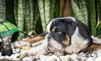 Small Photo #9 Bulldog Puppy For Sale in CUTLER BAY, FL, USA