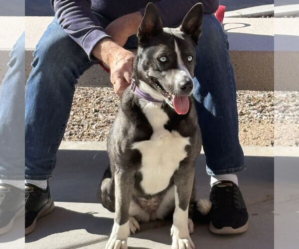Medium Photo #2 Siberian Husky-Unknown Mix Puppy For Sale in Chandler, AZ, USA