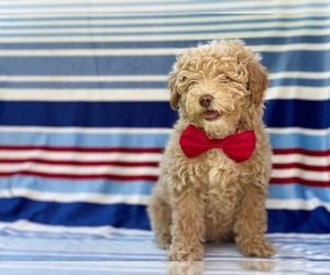 Poodle (Miniature) Puppy for sale in LANCASTER, PA, USA
