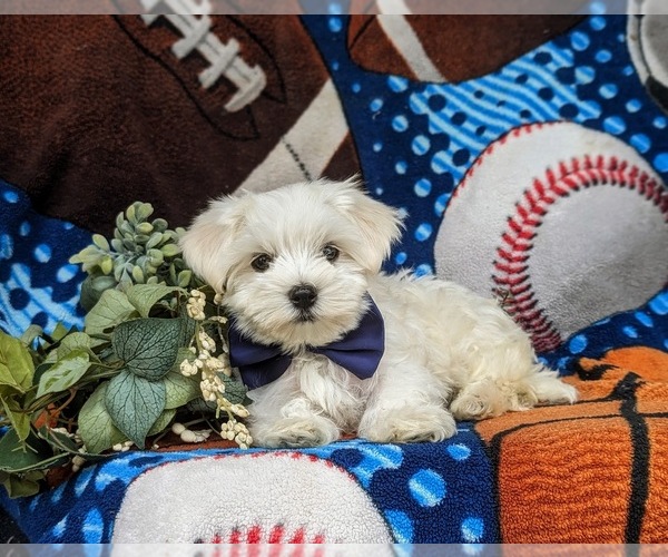 Medium Photo #6 Maltese Puppy For Sale in QUARRYVILLE, PA, USA