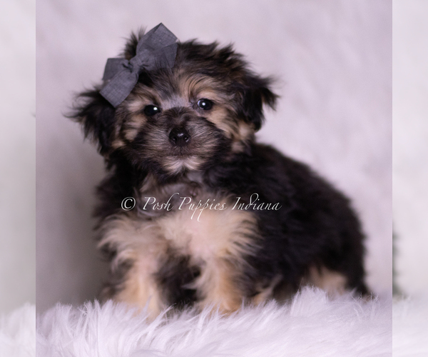 Medium Photo #4 Morkie Puppy For Sale in WARSAW, IN, USA