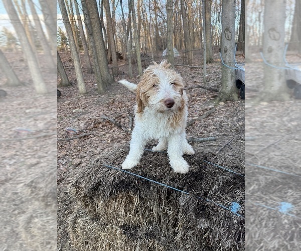Medium Photo #11 Aussie-Poo-Goldendoodle Mix Puppy For Sale in COMMERCE, MI, USA