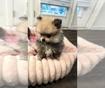 Small #1 Pomeranian