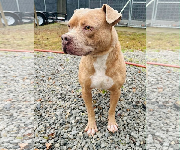 Medium Photo #4 American Staffordshire Terrier-Unknown Mix Puppy For Sale in Westwood, NJ, USA