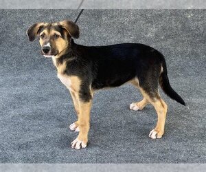 Mutt Dogs for adoption in Hanford, CA, USA