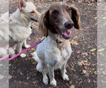 Attie - Female Colonial Cocker Spaniel-Poodle (Standard) Mix Dog for Adoption - Small photo