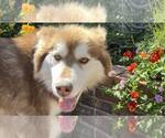 Small #5 Alaskan Malamute