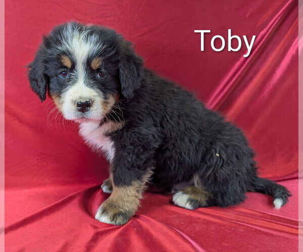 Medium Photo #3 Bernese Mountain Dog Puppy For Sale in CANON CITY, CO, USA