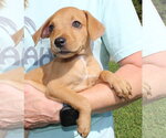 Small Photo #3 Retriever -Unknown Mix Puppy For Sale in Prattville, AL, USA