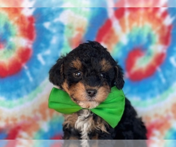Medium Photo #2 Poodle (Miniature) Puppy For Sale in LANCASTER, PA, USA