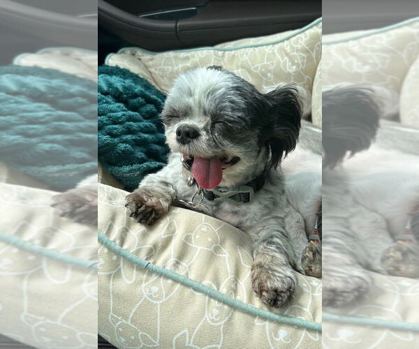 Medium Photo #4 Shih Tzu Puppy For Sale in Silver Spring, MD, USA