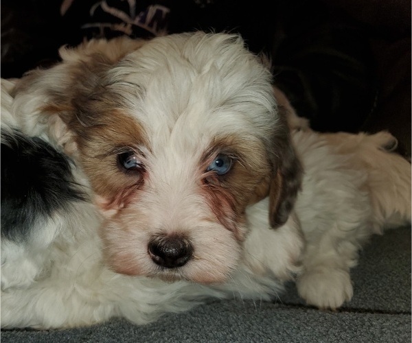 Medium Photo #20 Bernedoodle (Miniature) Puppy For Sale in LEETONIA, OH, USA