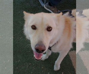 Daisy - Female Gerberian Shepsky Dog for Adoption - Photo #4