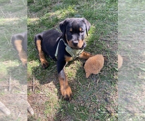 Rottweiler Puppy for sale in APPLE VALLEY, CA, USA
