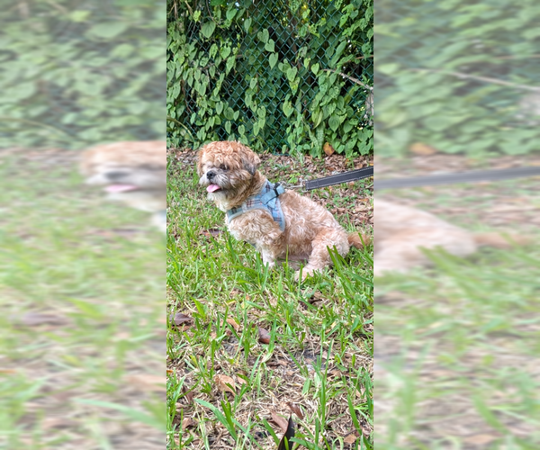 Medium Photo #5 Shih Tzu Puppy For Sale in Weston, FL, USA