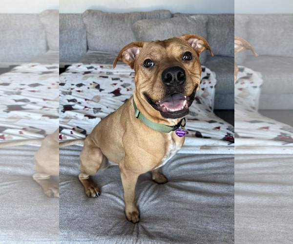 Medium Photo #1 Labrador Retriever-Unknown Mix Puppy For Sale in Minneapolis, MN, USA