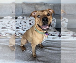 Labrador Retriever-Unknown Mix Dogs for adoption in Minneapolis, MN, USA