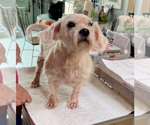 Maltese-Unknown Mix Dogs for adoption in Benton, LA, USA