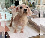 Small Maltese Mix