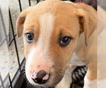 Small #3 American Pit Bull Terrier Mix