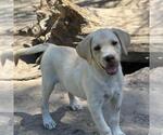 Small #3 Labrador Retriever Mix