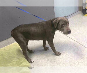 Labrador Retriever Dogs for adoption in Tallahassee, FL, USA
