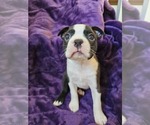 Puppy Aphrodite Boston Terrier