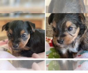 Yorkshire Terrier Puppy for sale in LEXINGTON, GA, USA