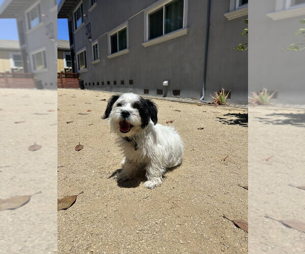 Medium Photo #15 Shih Tzu-Unknown Mix Puppy For Sale in Pacifica, CA, USA