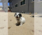Small Photo #15 Shih Tzu-Unknown Mix Puppy For Sale in Pacifica, CA, USA