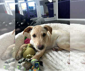 Shepradors Dogs for adoption in Princeton, MN, USA