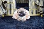 Small Photo #36 Shih Tzu Puppy For Sale in HAYWARD, CA, USA