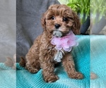 Small #3 Cavapoo