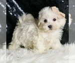 Small #2 Maltipoo