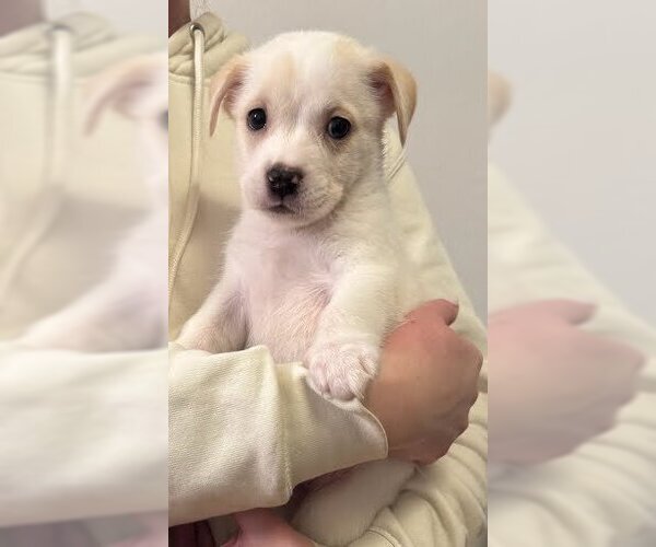 Medium Photo #3 Boxador Puppy For Sale in Lakewood, CO, USA