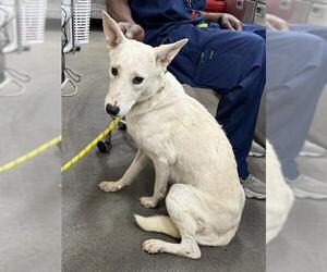 German Shepherd Dog-Unknown Mix Dogs for adoption in Forestville, MD, USA