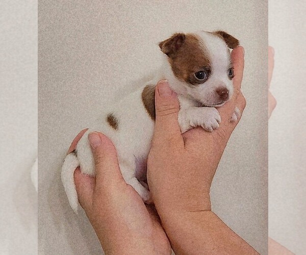Medium Photo #1 Chihuahua Puppy For Sale in RUSTBURG, VA, USA