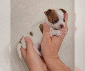 Medium Chihuahua