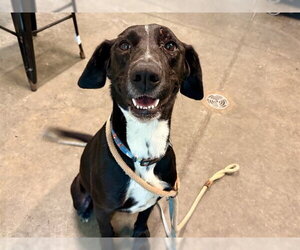 Labrador Retriever-Unknown Mix Dogs for adoption in Tavares, FL, USA