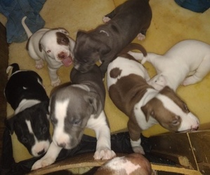 American Pit Bull Terrier-American Staffordshire Terrier Mix Puppy for sale in MISSOULA, MT, USA