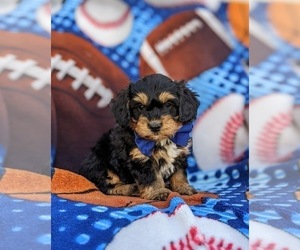 Poodle (Miniature)-YorkiePoo Mix Puppy for sale in LANCASTER, PA, USA